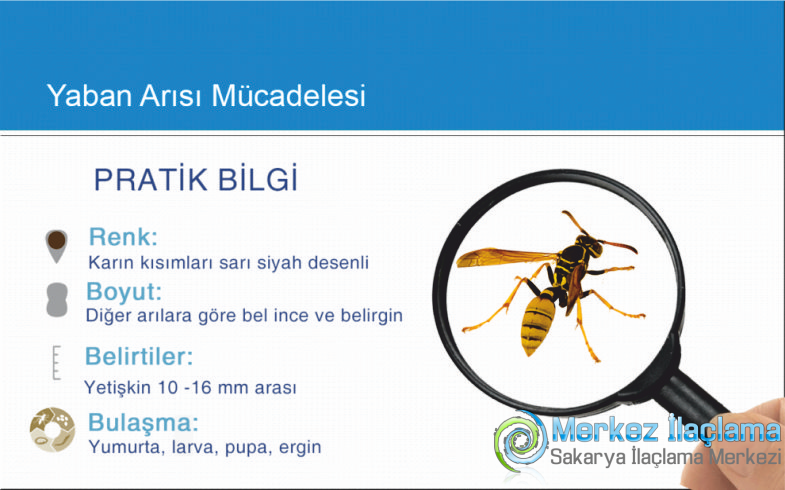 Sakarya Yaban Arısı İlaçlama